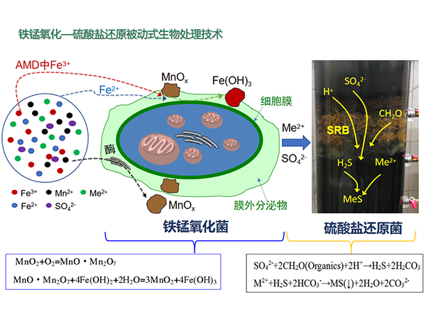 矿山酸性废水铁锰氧化—硫酸盐还原被动式生物处理技术